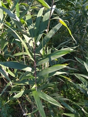 Angiospermae