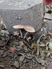Fungi