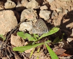Leptotes pirithous pirithous