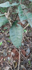 Acridocarpus natalitius