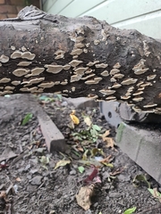 Fungi