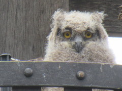 Bubo