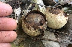 Omphalea queenslandiae