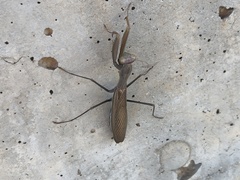 Mantis religiosa religiosa