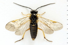 Euura vaga