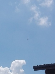 Haliastur indus indus