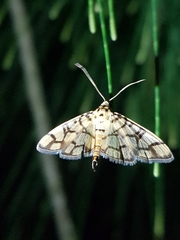 Pardomima callixantha