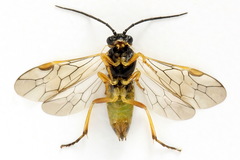 Euura vaga