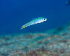 Ptereleotris heteroptera