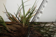 Carex tonsa