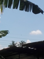 Corvus splendens protegatus