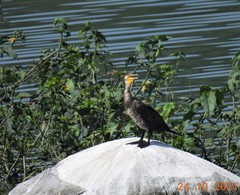 Phalacrocorax carbo
