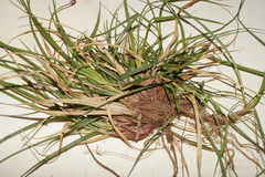 Carex tonsa