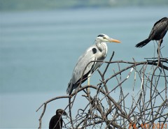 Ardea cinerea