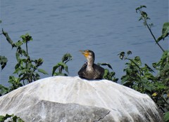Phalacrocorax carbo