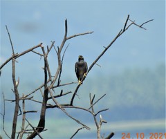 Acridotheres tristis