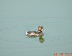 Tachybaptus ruficollis