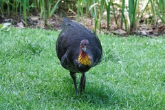 Alectura lathami lathami