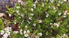 Thryptomene calycina