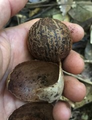 Omphalea queenslandiae