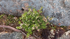 Thryptomene calycina