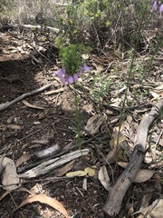 Tetratheca pilosa