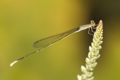 Aciagrion pallidum