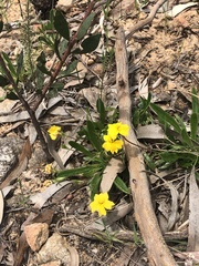 Tetratheca pilosa