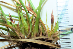 Carex tonsa