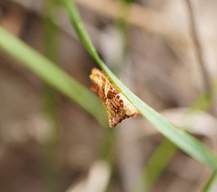 Epitymbia isoscelana