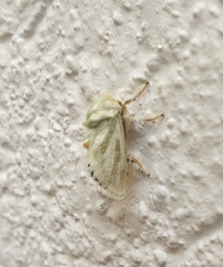 Coenobasis albiramosa