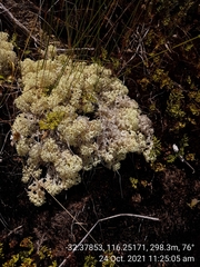 Pulchrocladia ferdinandii