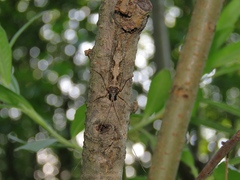Stenopsyche marmorata