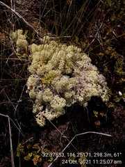 Pulchrocladia ferdinandii