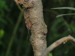 Stenopsyche marmorata