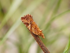 Epitymbia isoscelana