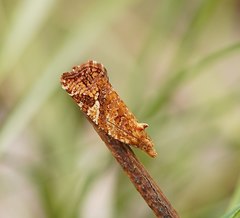 Epitymbia isoscelana
