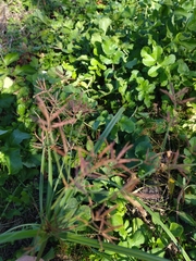 Cyperus