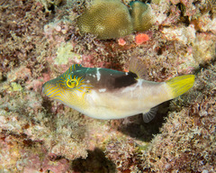 Canthigaster epilampra