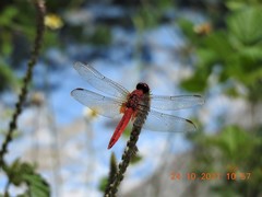 Crocothemis servilia