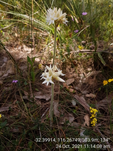 Image of Conostylis setosa by (c) Em Lamond, some rights reserved (CC BY)
