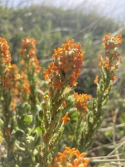 Manulea tomentosa