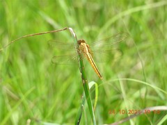 Crocothemis servilia