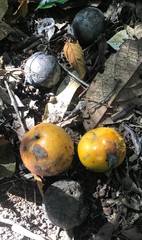 Siphonodon membranaceus