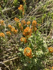 Manulea tomentosa