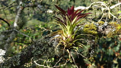 Tillandsia guatemalensis