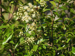 Lophostemon suaveolens