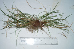 Carex tonsa
