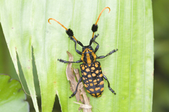 Aristobia approximator