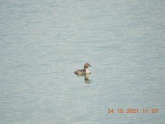 Tachybaptus ruficollis